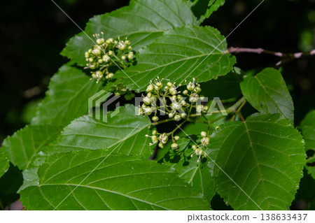 Bright green leaves of Acer tataricum with clusters of delicate greenish-white flowers in early spring at a nature reserve Bright green leaves of Acer tataricum with clusters of delicate greenish-white flowers in early spring at a nature reserve 138633437