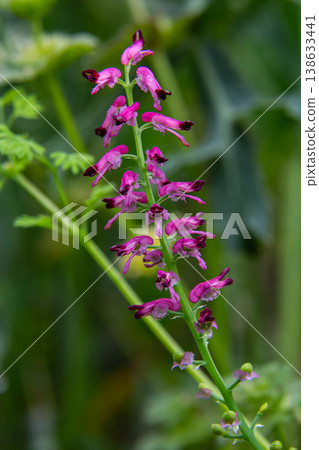 Common Fumitory blooms in a lush garden during spring showcasing vibrant purplish-pink flowers against a green backdrop filled with other plant species Common Fumitory blooms in a lush garden during spring showcasing vibrant purplish-pink flowers against a green backdrop filled with other plant species 138633441