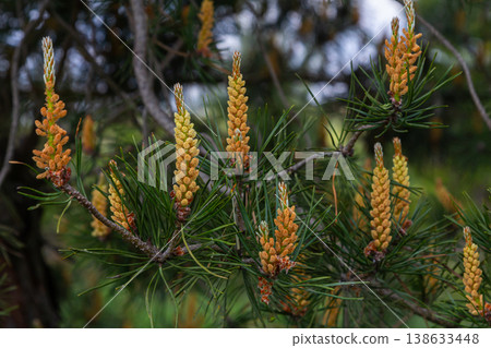 Scots pine branch showcasing male and female cones with vibrant needles in a forest setting during late spring season Scots pine branch showcasing male and female cones with vibrant needles in a forest setting during late spring season 138633448
