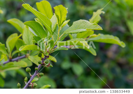 Blackthorn shrub with shiny leaves and developing fruits in a lush environment during early summer season Blackthorn shrub with shiny leaves and developing fruits in a lush environment during early summer season 138633449