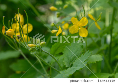 Greater Celandine displays vibrant yellow flowers with distinctive orange sap among lush green foliage in a garden setting during springtime 138633456