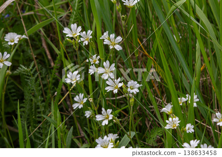 Beautiful field chickweed showcases white star-shaped flowers amidst lush green grass in a vibrant outdoor setting during springtime Beautiful field chickweed showcases white star-shaped flowers amidst lush green grass in a vibrant outdoor setting during springtime 138633458