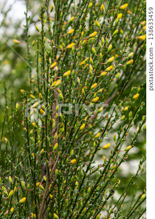 Bright yellow flowers of Scotch broom bloom profusely on a spring day in a lush green landscape 138633459