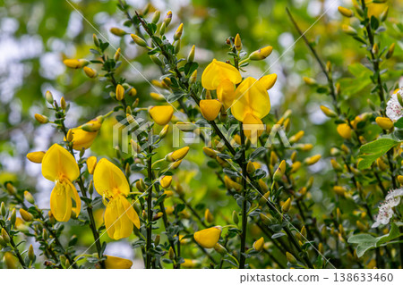 Bright yellow flowers of Cytisus scoparius thrive in a lush green landscape during springtime showcasing nature's vibrant beauty in bloom 138633460