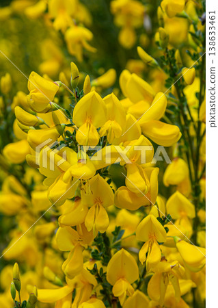 Bright yellow blossoms of Cytisus scoparius flourish in a sunny garden during spring showcasing the beauty of Scotch Broom in full bloom 138633461