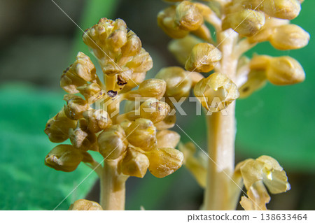 Neottia nidus-avis blooming in shaded woodlands showcasing unique non-photosynthetic qualities and distinct brownish-yellow features 138633464