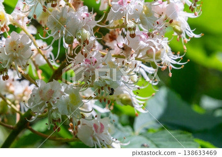 Blooming white flowers of horse chestnut tree surrounded by lush greenery during springtime in a tranquil garden setting Blooming white flowers of horse chestnut tree surrounded by lush greenery during springtime in a tranquil garden setting 138633469