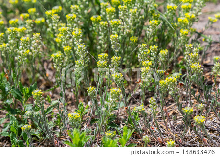Desert alyssum plants bloom with small yellow flowers in sandy habitat during springtime Desert alyssum plants bloom with small yellow flowers in sandy habitat during springtime 138633476