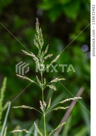 Kentucky bluegrass growing with an open panicle in a lush green environment during a sunny day in early summer 138633482