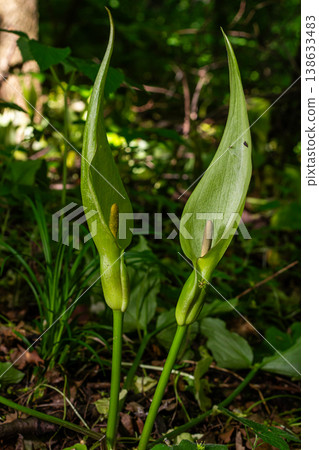 Cuckoo pint or lords-and-ladies plant thriving in its natural habitat during spring season Cuckoo pint or lords-and-ladies plant thriving in its natural habitat during spring season 138633483