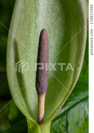 Cuckoo pint flower showing distinctive spadix within its green spathe found thriving in a shaded woodland area Cuckoo pint flower showing distinctive spadix within its green spathe found thriving in a shaded woodland area 138633484