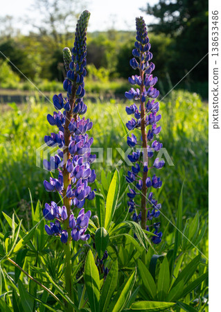 Blooming Bigleaf Lupine shows vibrant blue flowers amidst lush green grass in a sunny field during the early summer morning Blooming Bigleaf Lupine shows vibrant blue flowers amidst lush green grass in a sunny field during the early summer morning 138633486