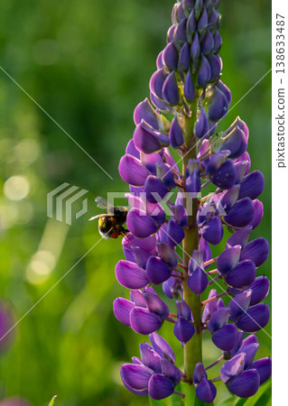 Bright blue lupinus polyphyllus blooms attract a busy bee on a sunny day in a vibrant garden filled with lush greenery and wildflowers Bright blue lupinus polyphyllus blooms attract a busy bee on a sunny day in a vibrant garden filled with lush greenery and wildflowers 138633487