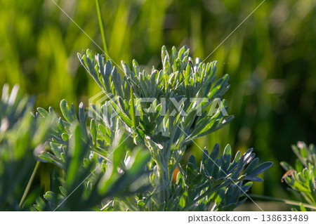 Wormwood plant Artemisia absinthium with pinnate grey-green leaves and small yellow flowers in a lush green field under the warm sunlight 138633489