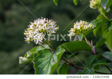 Common dogwood with white flowers and vibrant red branches thriving in a lush green environment during early summer Common dogwood with white flowers and vibrant red branches thriving in a lush green environment during early summer 138633496