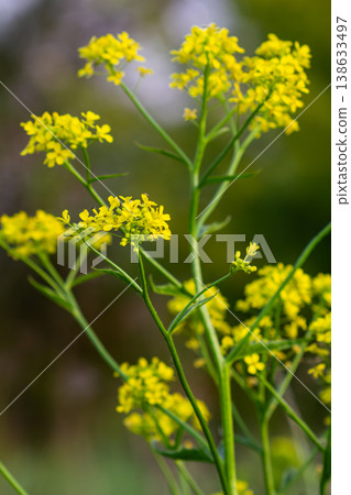 Bright yellow flowers of wild mustard thrive in a field showcasing their vibrant color during the spring bloom near an open landscape Bright yellow flowers of wild mustard thrive in a field showcasing their vibrant color during the spring bloom near an open landscape 138633497