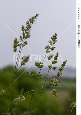 Beautiful cluster of Dactylis glomerata swaying gently in the breeze during a calm overcast afternoon in a rural landscape Beautiful cluster of Dactylis glomerata swaying gently in the breeze during a calm overcast afternoon in a rural landscape 138633502