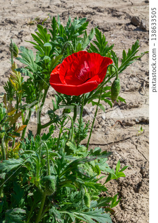 Bright red corn poppy blooming in a dry field surrounded by green foliage on a sunny day 138633505