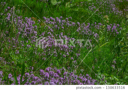 Wild thyme blooms abundantly across a green meadow in summer showcasing delicate pink-purple flowers and a lush landscape Wild thyme blooms abundantly across a green meadow in summer showcasing delicate pink-purple flowers and a lush landscape 138633516