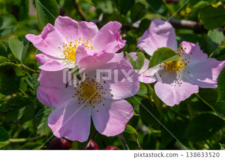 Beautiful rosa canina blooms capture attention in a sunny garden showcasing delicate pink flowers and thorny stems amid lush green foliage 138633520