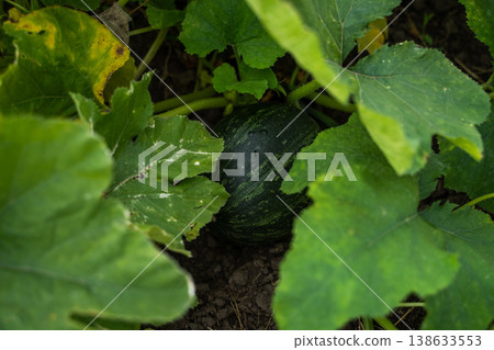Young green pumpkin growing on the vine, subtly hidden among large lush leaves on the ground, representing nature's bounty, organic farming, and the cycle of harvest in a summer garden 138633553