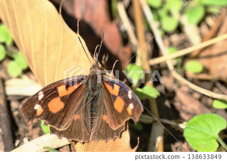 Proboscis (male) Proboscis (male) 138633849
