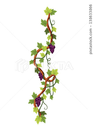 Grape bunch. Cluster of berries and leaves. Grape vine, decorative climbing plant. Fruit, growing healthy food isolated on white background Grape bunch. Cluster of berries and leaves. Grape vine, decorative climbing plant. Fruit, growing healthy food isolated on white background 138633866