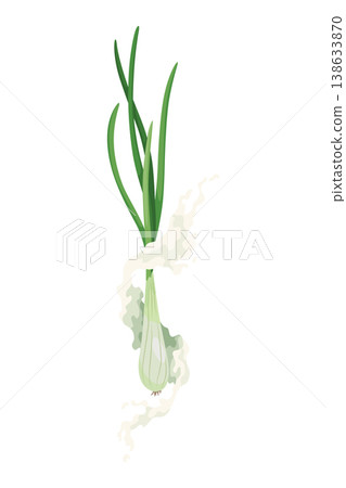 Spring onion vector illustration, Also known as scallions or green onions, isolated on white background 138633870