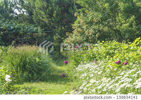 Summer garden with blooming peony flowers and white daisies Summer garden with blooming peony flowers and white daisies 138634141