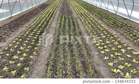 Farm greenhouse bio onion allium cepa bulb lettuce oak Lactuca sativa kohlrabi cabbage brassica oleracea german turnip or common leafy green agriculture farmland ecological vegetable planted row Farm greenhouse bio onion allium cepa bulb lettuce oak Lactuca sativa kohlrabi cabbage brassica oleracea german turnip or common leafy green agriculture farmland ecological vegetable planted row 138634155