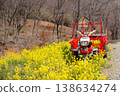 Rape blossoms blooming by the roadside in the countryside and a red tiller sculpture. 138634274