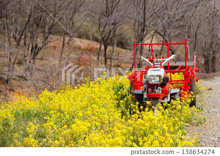 Rape blossoms blooming by the roadside in the countryside and a red tiller sculpture. 138634274