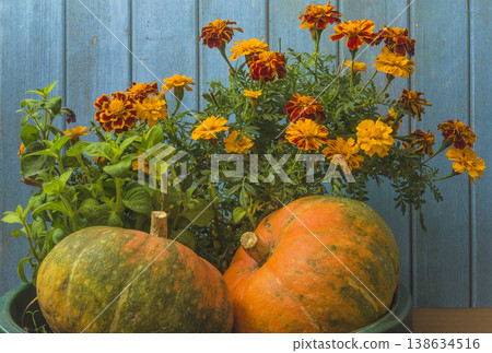 Thanksgiving decoration; two orange pumkins and marigold flowers near blue wooden background 138634516