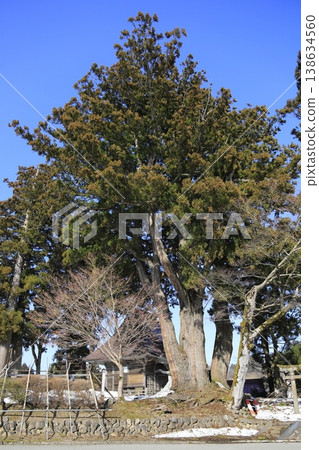 The two cedar trees at Matsuo Shrine in Oginoshima, Kashiwazaki City, Niigata Prefecture 138634560