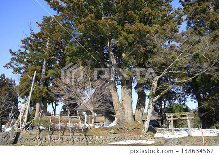 The two cedar trees at Matsuo Shrine in Oginoshima, Kashiwazaki City, Niigata Prefecture 138634562