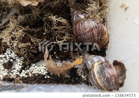 Giant african land snails, lissachatina fulica, with many white eggs in terrarium. Snail farm breeding process, heliciculture, exotic pets at home. Giant african land snails, lissachatina fulica, with many white eggs in terrarium. Snail farm breeding process, heliciculture, exotic pets at home. 138634573
