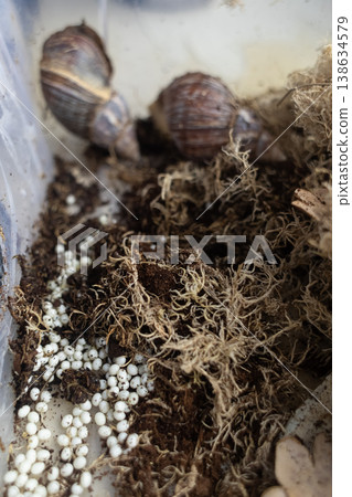 Giant african land snails, lissachatina fulica, with many white eggs in terrarium. Snail farm breeding process, heliciculture, exotic pets at home. Giant african land snails, lissachatina fulica, with many white eggs in terrarium. Snail farm breeding process, heliciculture, exotic pets at home. 138634579