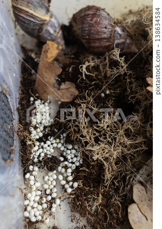 Giant african land snails, lissachatina fulica, with many white eggs in terrarium. Snail farm breeding process, heliciculture, exotic pets at home. Giant african land snails, lissachatina fulica, with many white eggs in terrarium. Snail farm breeding process, heliciculture, exotic pets at home. 138634584