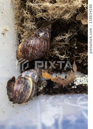 Giant african land snails, lissachatina fulica, with many white eggs in terrarium. Snail farm breeding process, heliciculture, exotic pets at home. Giant african land snails, lissachatina fulica, with many white eggs in terrarium. Snail farm breeding process, heliciculture, exotic pets at home. 138634586