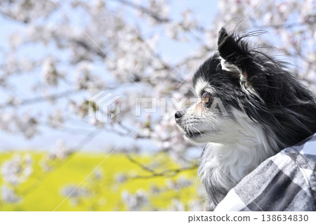 A Chihuahua owner takes Instagram-worthy photos of cherry blossom trees in full bloom and a field of rapeseed flowers. (Spring theme) A Chihuahua owner takes Instagram-worthy photos of cherry blossom trees in full bloom and a field of rapeseed flowers. (Spring theme) 138634830