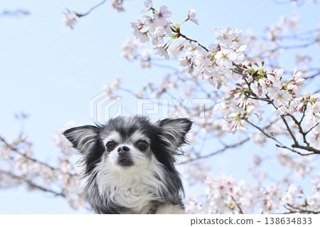 主人在盛開的櫻花樹前為自己的吉娃娃拍了一組適合發佈到Instagram上的照片。 (春季主題) 主人在盛開的櫻花樹前為自己的吉娃娃拍了一組適合發佈到Instagram上的照片。 (春季主題) 138634833