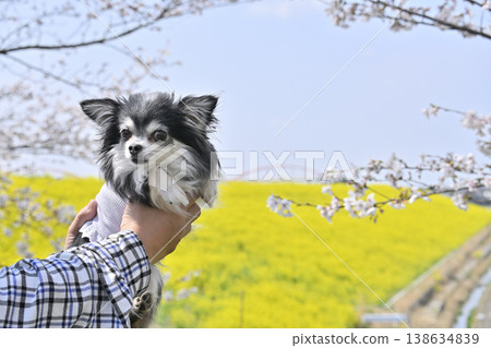 A Chihuahua owner takes Instagram-worthy photos of cherry blossom trees in full bloom and a field of rapeseed flowers. (Spring theme) A Chihuahua owner takes Instagram-worthy photos of cherry blossom trees in full bloom and a field of rapeseed flowers. (Spring theme) 138634839