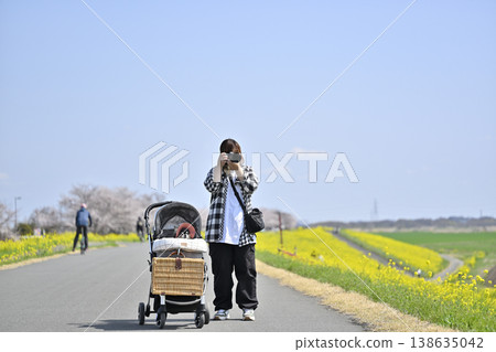 My dog and I, a mom photographer, amidst cherry blossoms in full bloom and a field of rapeseed flowers. Owner: Chihuahua My dog and I, a mom photographer, amidst cherry blossoms in full bloom and a field of rapeseed flowers. Owner: Chihuahua 138635042