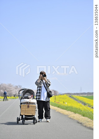 My dog and I, a mom photographer, amidst cherry blossoms in full bloom and a field of rapeseed flowers. Owner: Chihuahua 138635044
