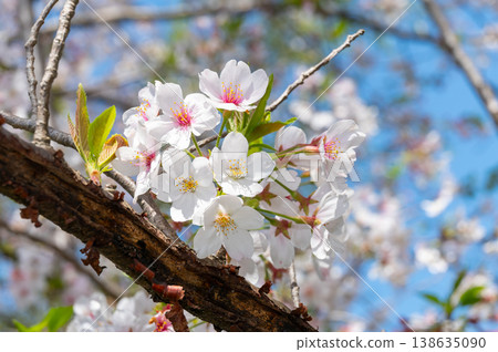 Yoshino cherry tree and blue sky Yoshino cherry tree and blue sky 138635090
