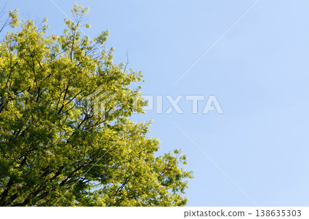 Fresh green and blue sky Fresh green and blue sky 138635303