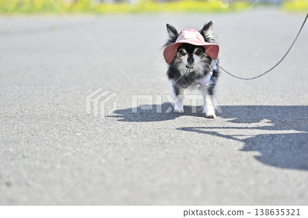 A Chihuahua goes for a walk wearing a hat to protect against UV rays and heat. 138635321