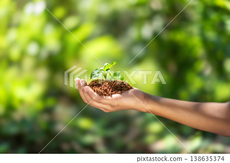 Single Hand Cradling a Small Plant Sprout Sustainability and Environmental Protection Single Hand Cradling a Small Plant Sprout Sustainability and Environmental Protection 138635374