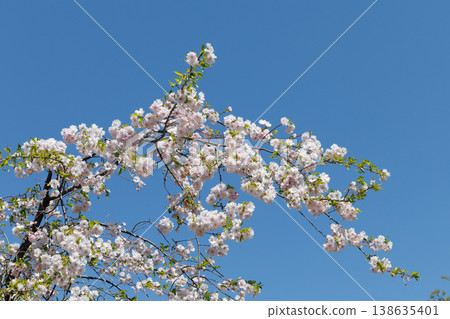Sakura that shines in the blue sky Sakura that shines in the blue sky 138635401