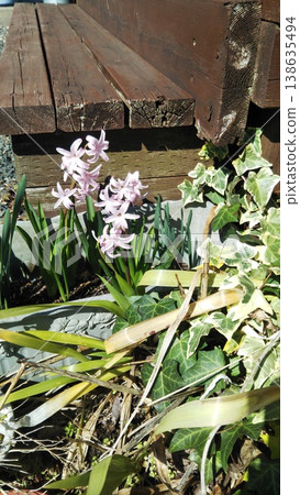 Hyacinths and ivy blooming beside the wooden deck Hyacinths and ivy blooming beside the wooden deck 138635494